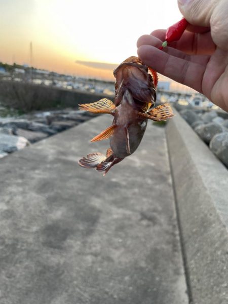 ホタルイカ遠征