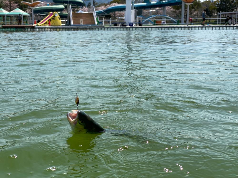 エリアトラウト　かめプー入れ食い
