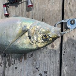 海の釣り堀海恵でクーラーフル満タン！