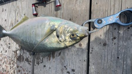 海の釣り堀海恵でクーラーフル満タン！