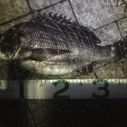 ヘチでチヌ、ブリは不発