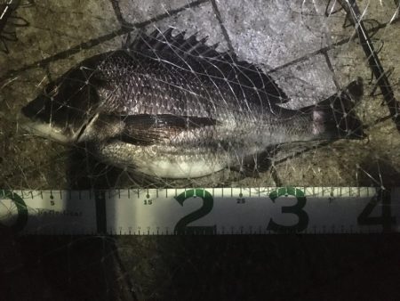 ヘチでチヌ、ブリは不発