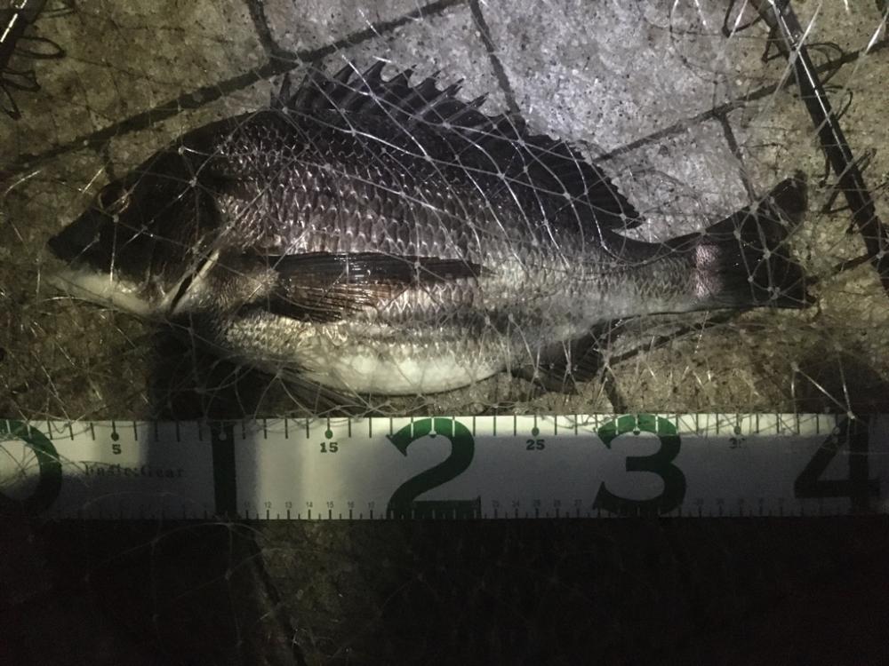 ヘチでチヌ、ブリは不発