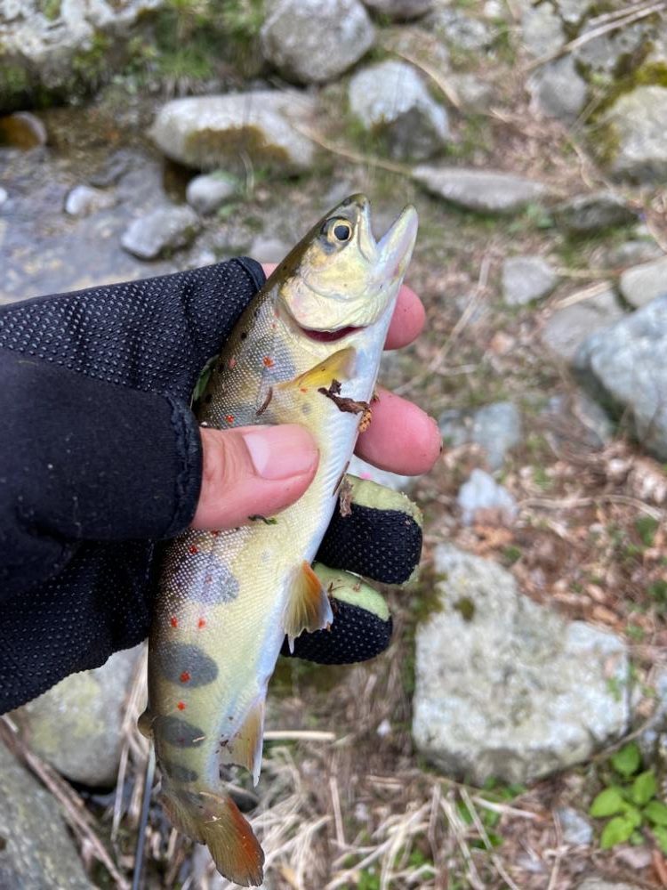 名水まつりのアマゴ釣り