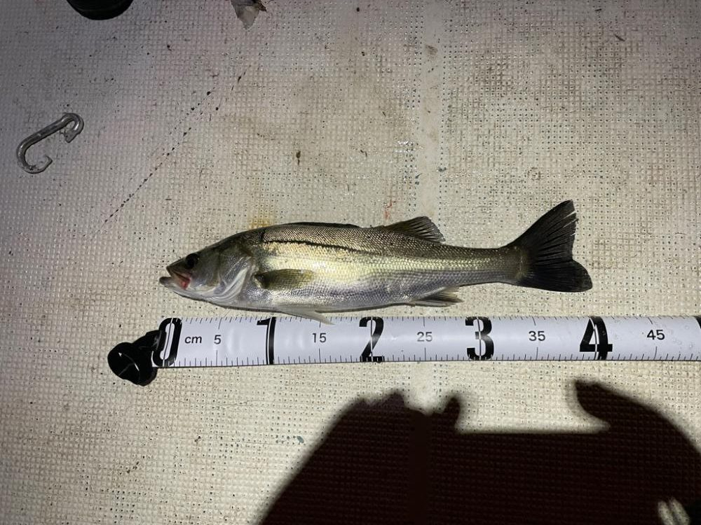 春ボートシーバス