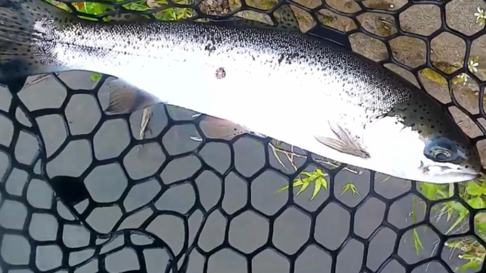 お昼からエリアトラウト