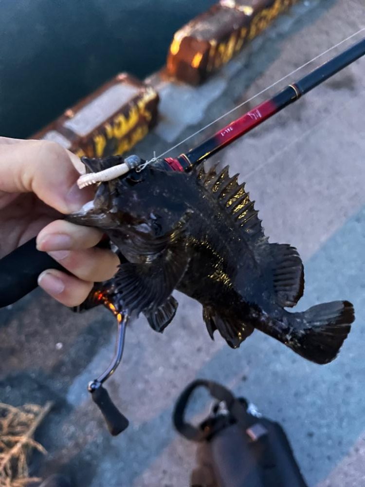 朝の四日市ライトゲーム