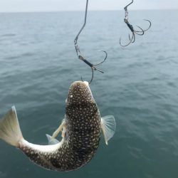 室津カットウ釣り