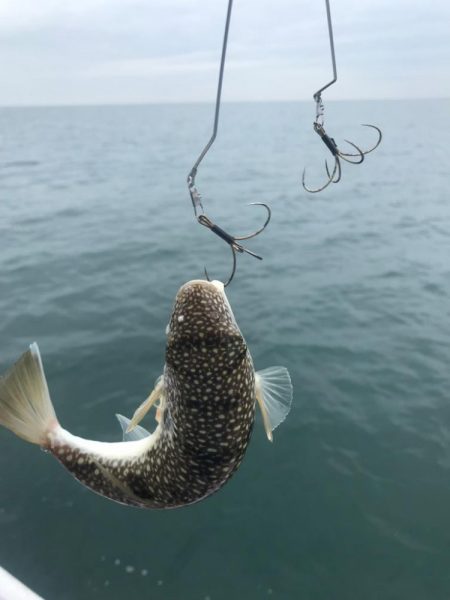 室津カットウ釣り