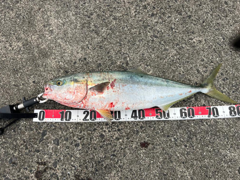 ポッパー丸呑み！連日のブリ！