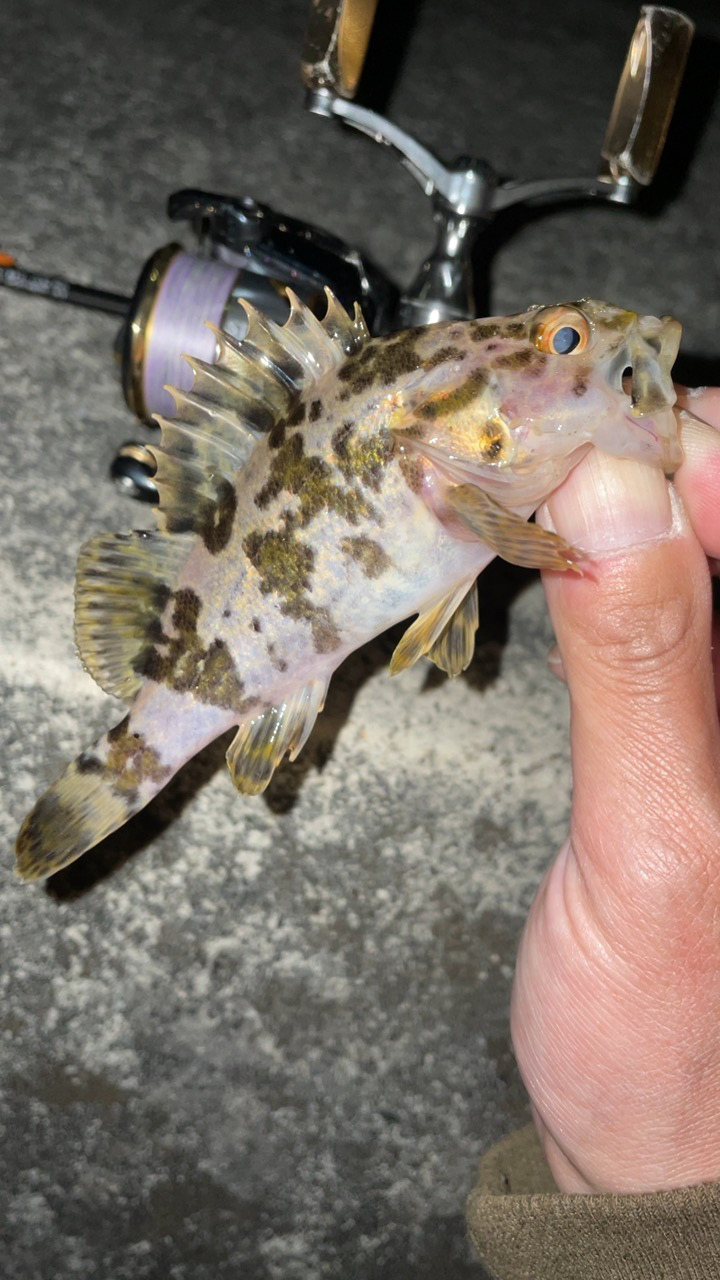 今日もライトゲーム！