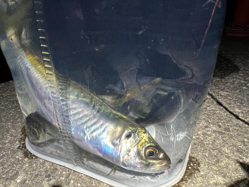 鯵を探して三千里 Vol.39