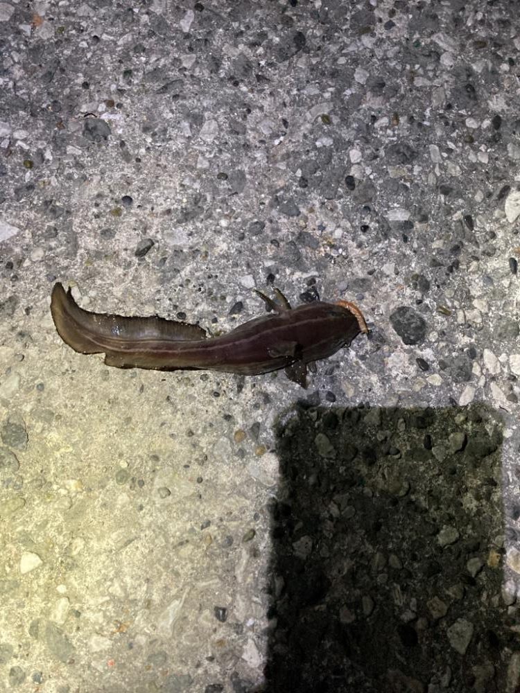 息子、デカカサゴ！