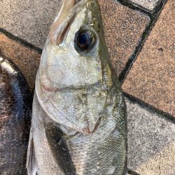 ぽかぽか陽気、魚の活性高い