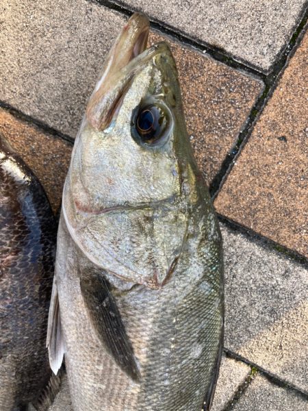 ぽかぽか陽気、魚の活性高い