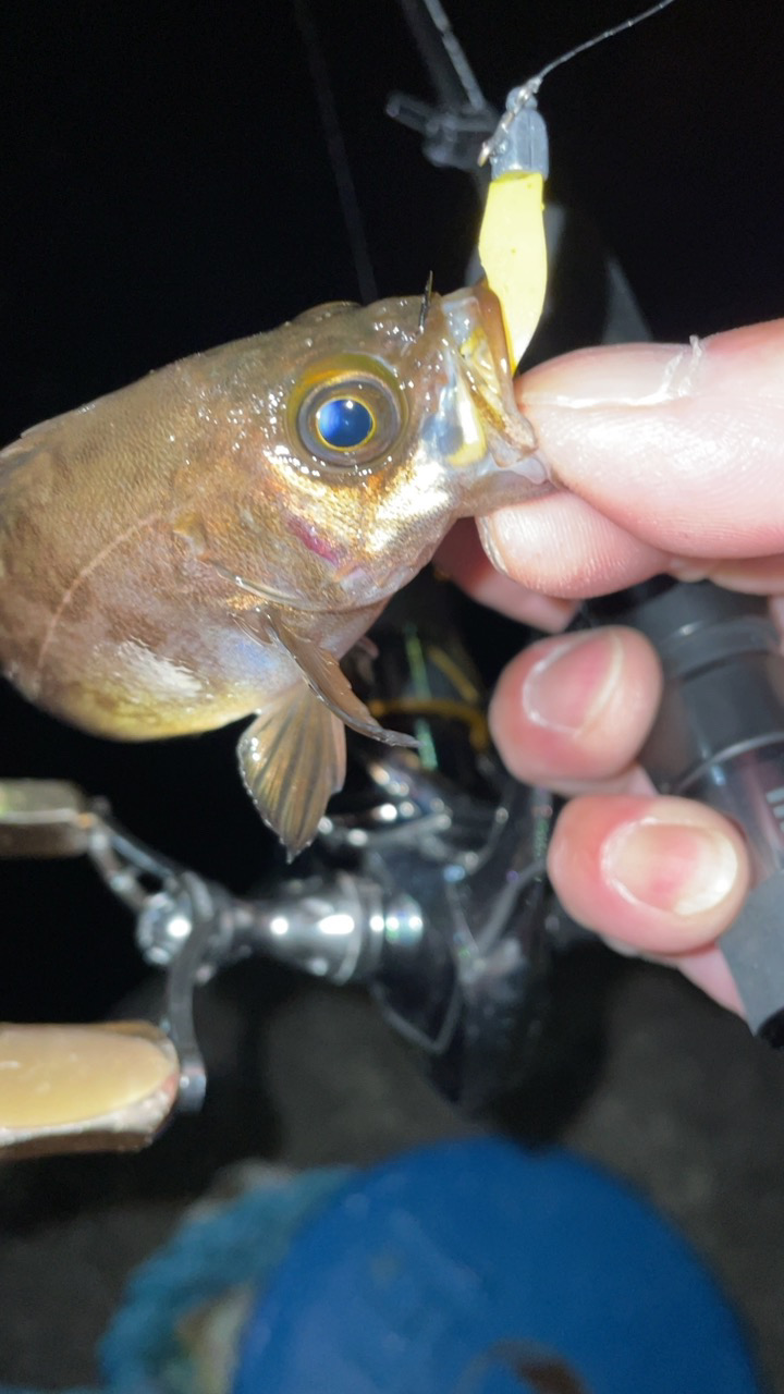 爆風メバリング