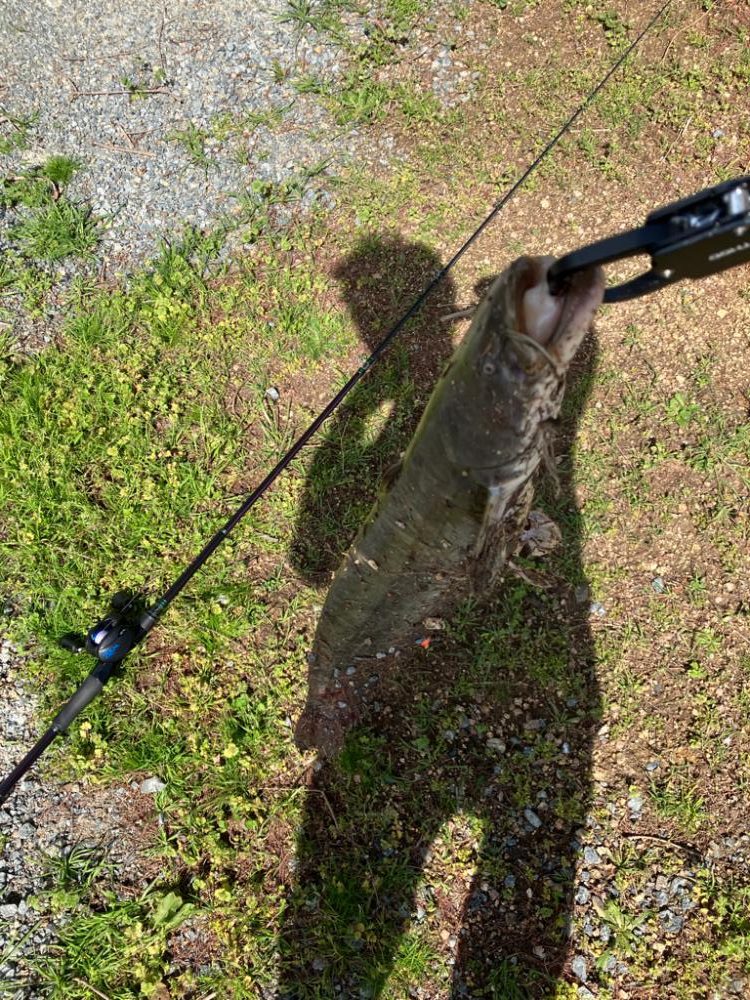 デイナマズゲーム 水面爆発