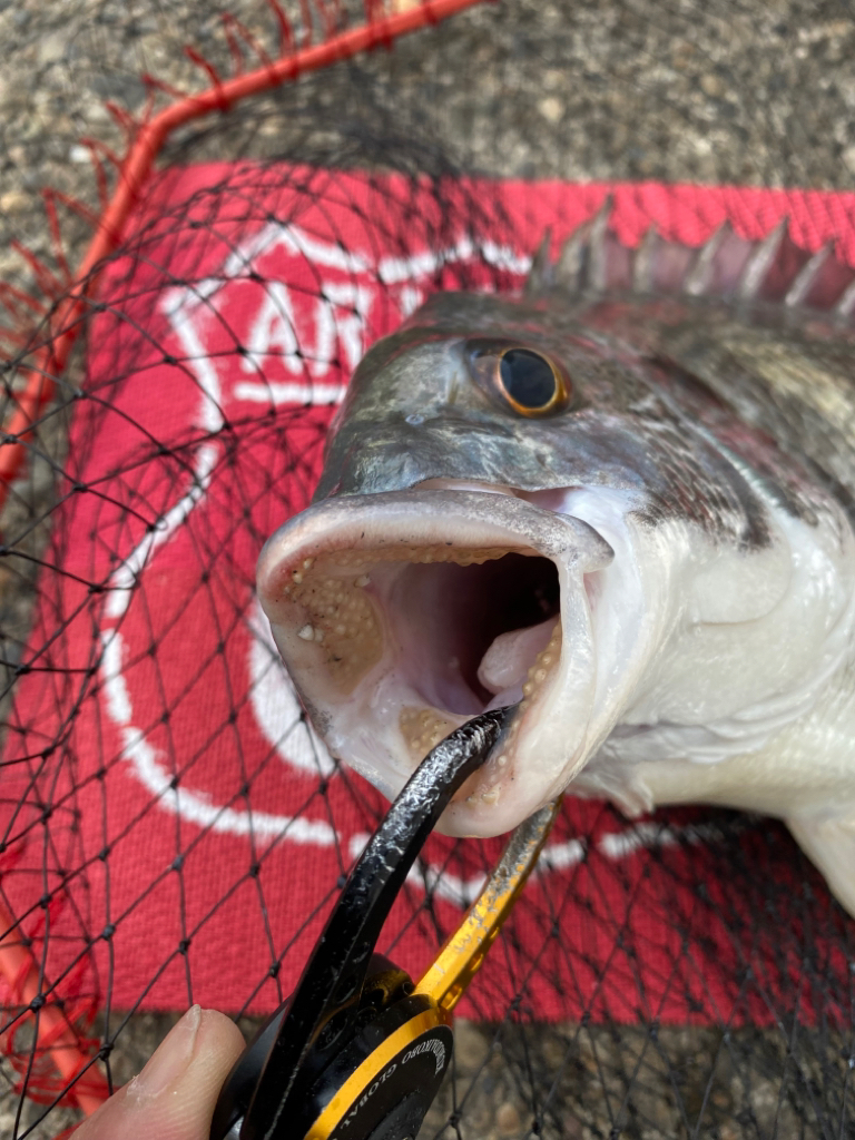 ヘチってきました