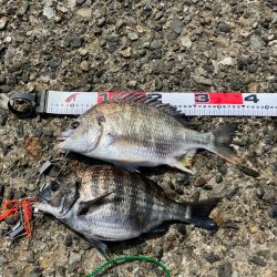 エビ撒きで乗っ込みチヌ狙い