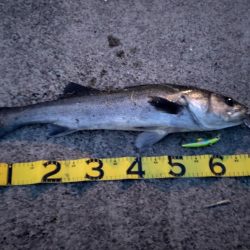 今年初シーバス！