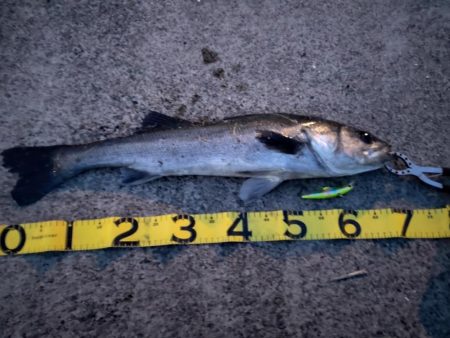 今年初シーバス！