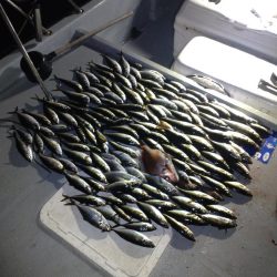 初のボートアジングでギガアジ！！