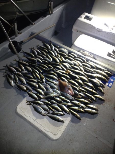 初のボートアジングでギガアジ！！