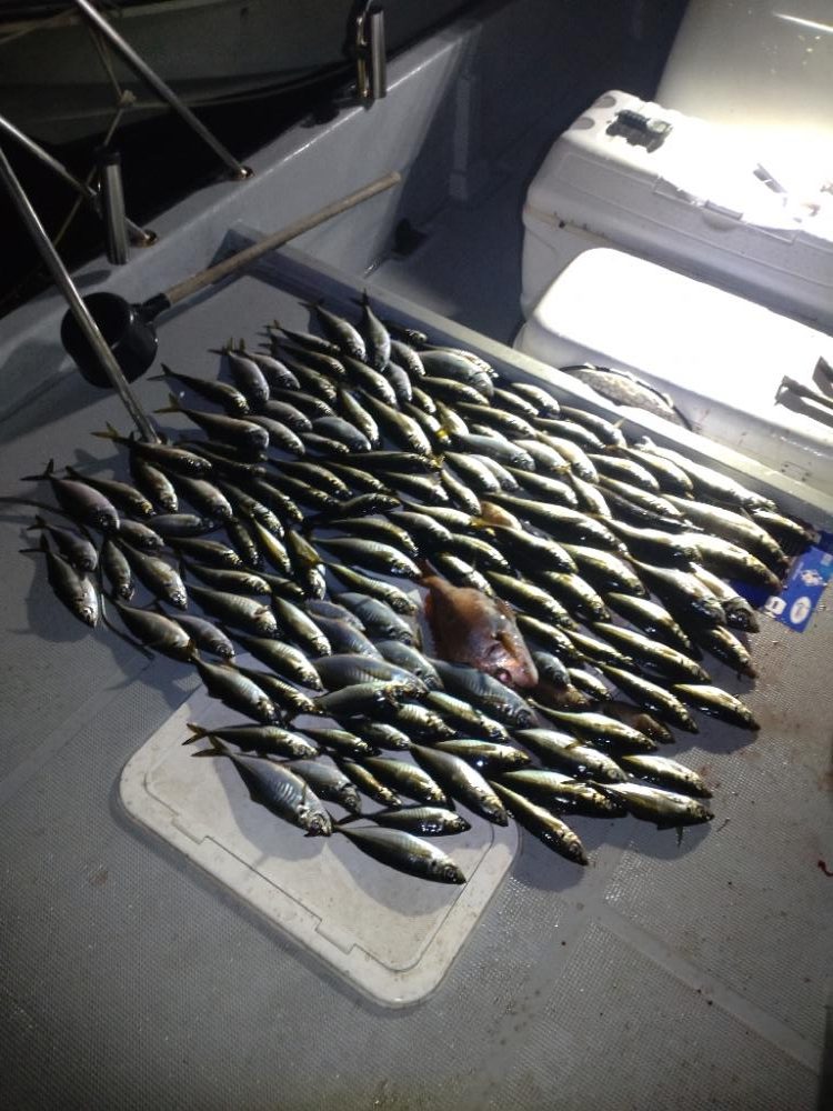 初のボートアジングでギガアジ！！