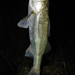 メバル　シーバス