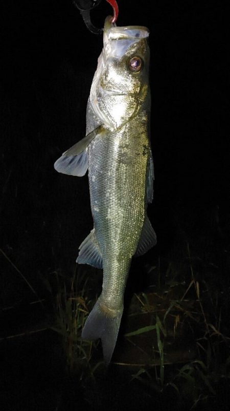 メバル　シーバス