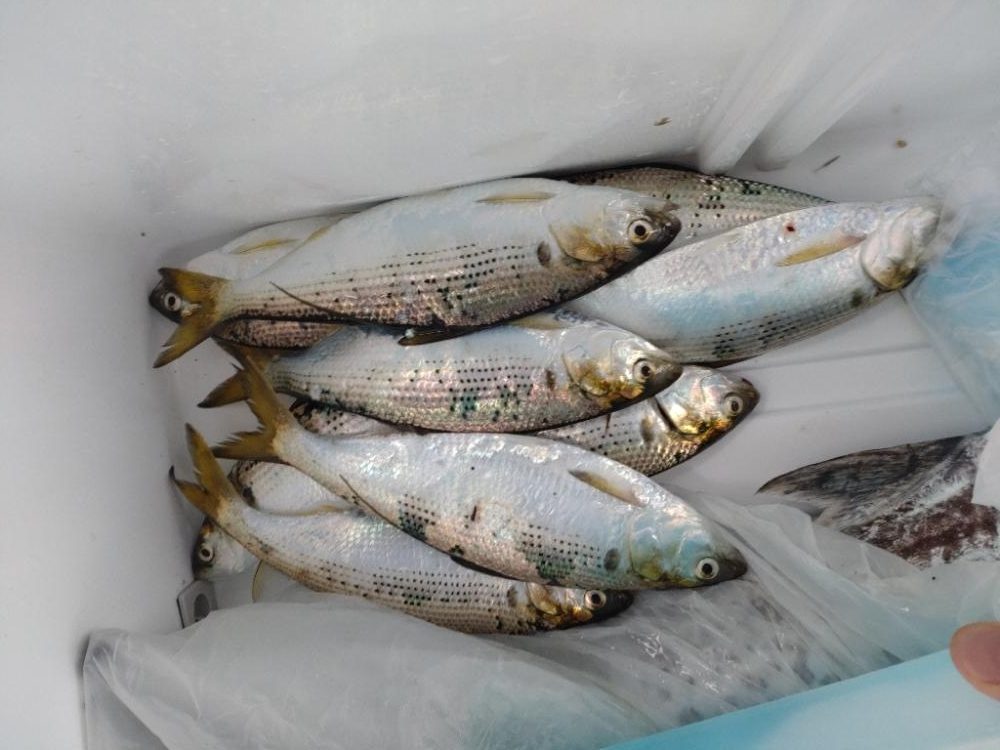 ショアで春鰆‼️