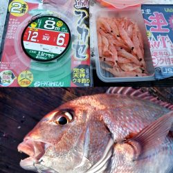 乗っ込みマダイに挑む！