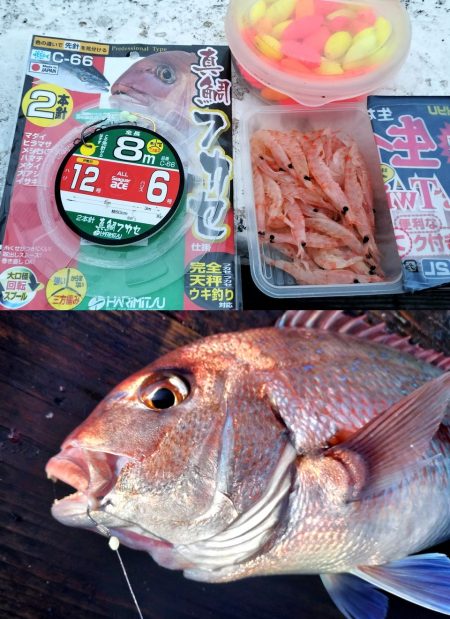 乗っ込みマダイに挑む！