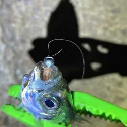 爆風でも豆アジ入れ食い！Mozuエリオンが最強！！