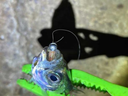 爆風でも豆アジ入れ食い！Mozuエリオンが最強！！