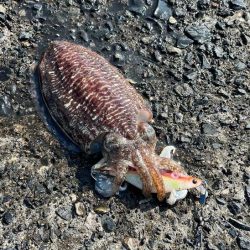 もぐもぐサーチにキビナゴ巻いてコウイカ爆釣モード！