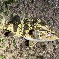 チヌさんはどこ?