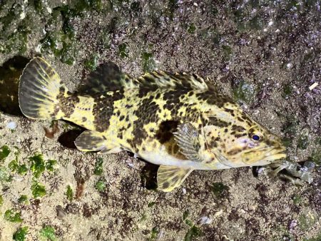 チヌさんはどこ?