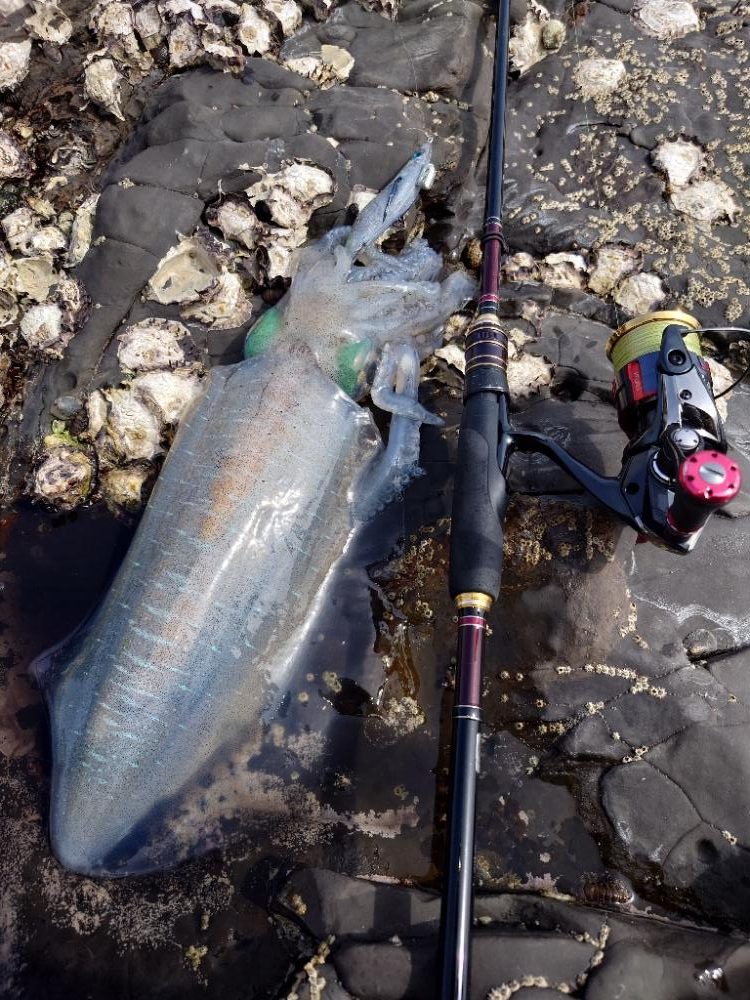 爆風エギングIN対馬