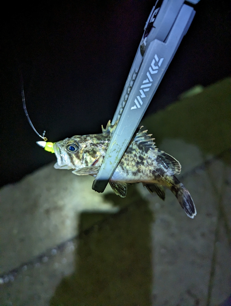 陸っぱり釣行記