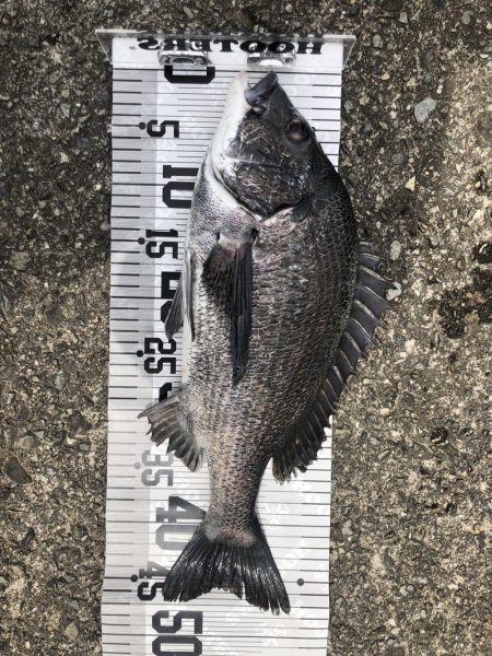 イチノ兄弟(兄)釣果!