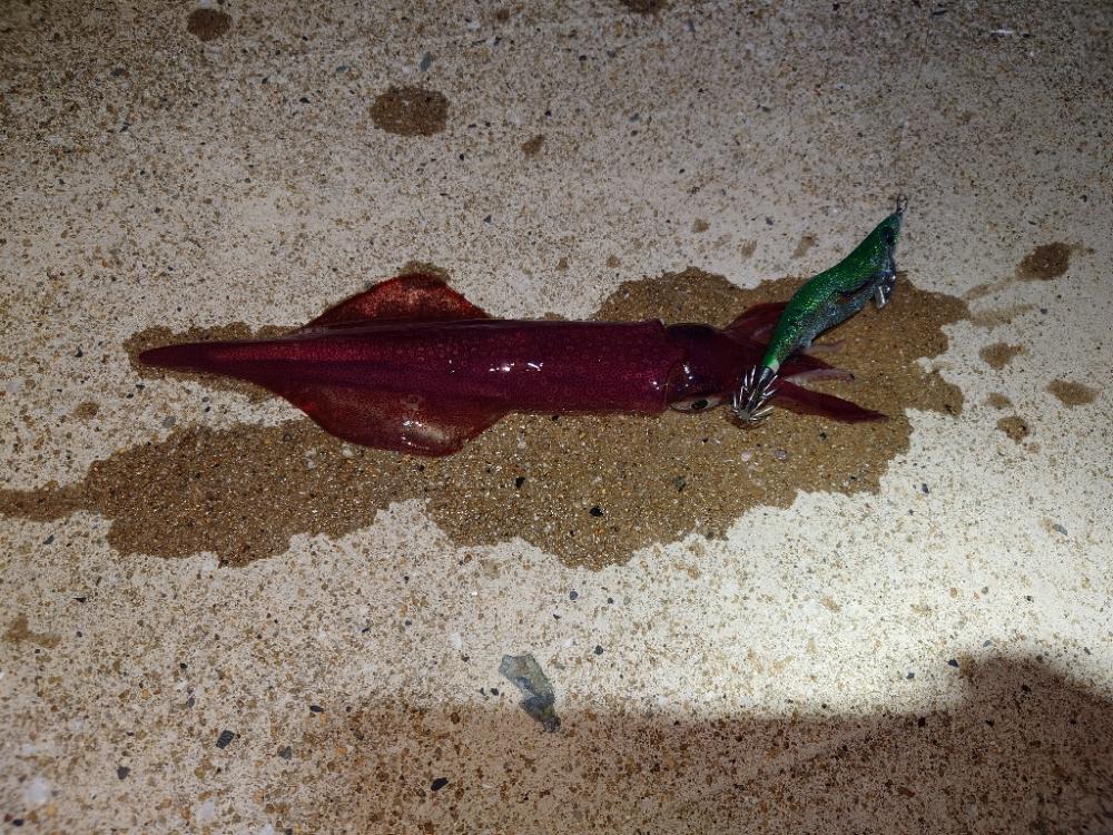 爆風エギングIN対馬