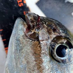 和歌山市江(吉丸渡船)で磯フカセ