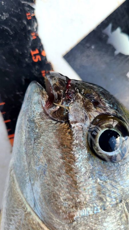 和歌山市江(吉丸渡船)で磯フカセ