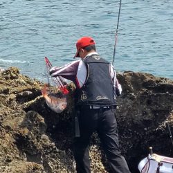 和歌山県勝浦でグレ釣りトーナメント予選