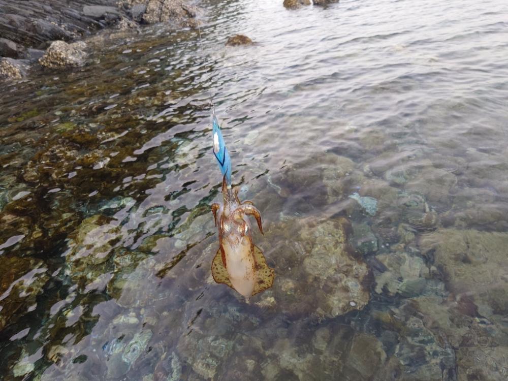 凪のエギングIN対馬