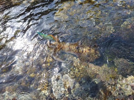 爆風エギングIN対馬