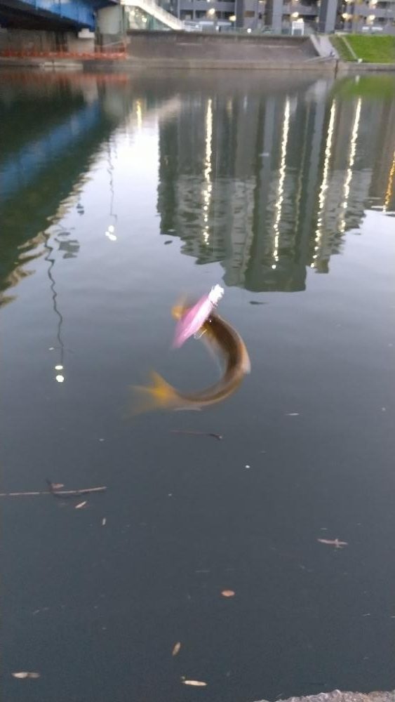 夕マズメ下げ潮