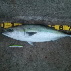 プチsalt water game