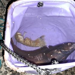 でかいアイナメ